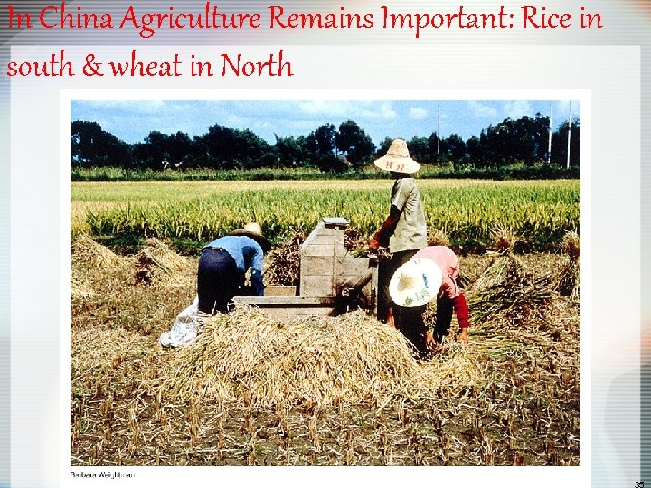 In China Agriculture Remains Important: Rice in south & wheat in North 