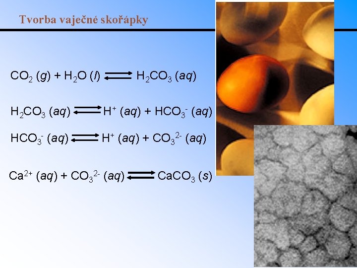 Tvorba vaječné skořápky CO 2 (g) + H 2 O (l) H 2 CO