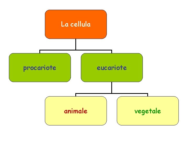 La cellula procariote eucariote animale vegetale 