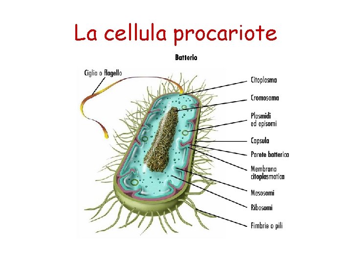 La cellula procariote 