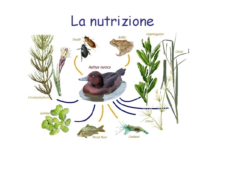 La nutrizione Tutti gli animali si nutrono di sostanze organiche, cioè di sostanze prodotte