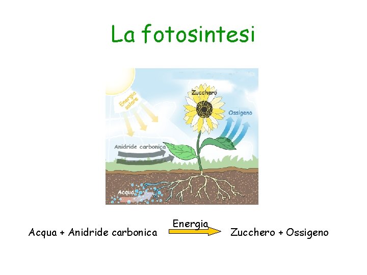 La fotosintesi Acqua + Anidride carbonica Energia Zucchero + Ossigeno 