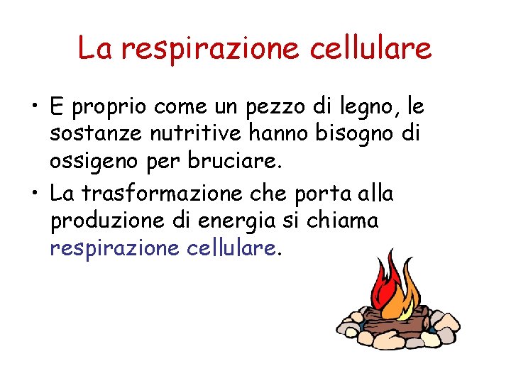 La respirazione cellulare • E proprio come un pezzo di legno, le sostanze nutritive