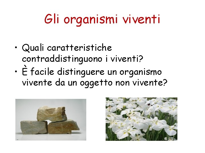 Gli organismi viventi • Quali caratteristiche contraddistinguono i viventi? • È facile distinguere un