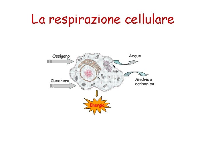 La respirazione cellulare 