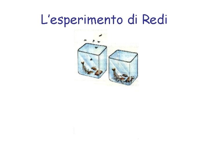 L’esperimento di Redi 