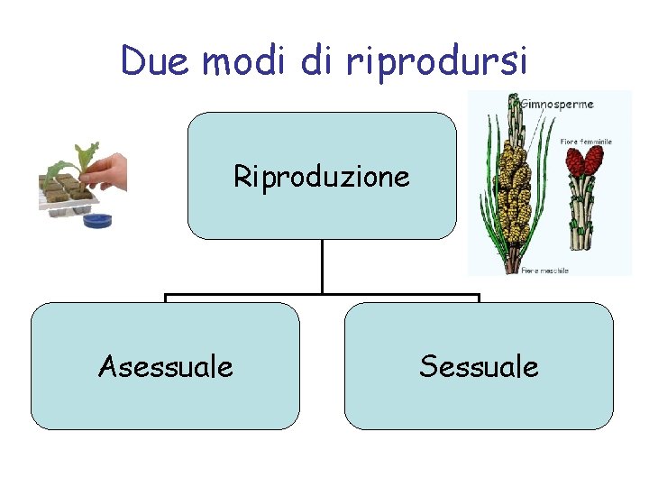 Due modi di riprodursi Riproduzione Asessuale Sessuale 