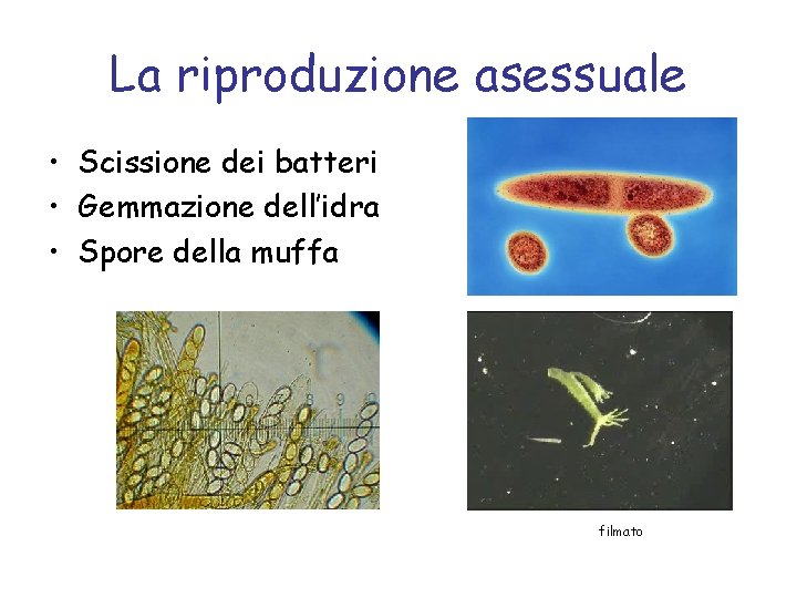 La riproduzione asessuale • Scissione dei batteri • Gemmazione dell’idra • Spore della muffa