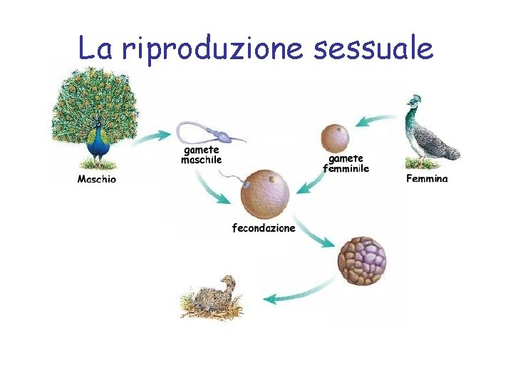 La riproduzione sessuale 