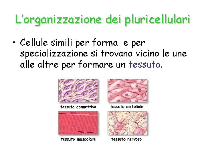 L’organizzazione dei pluricellulari • Cellule simili per forma e per specializzazione si trovano vicino