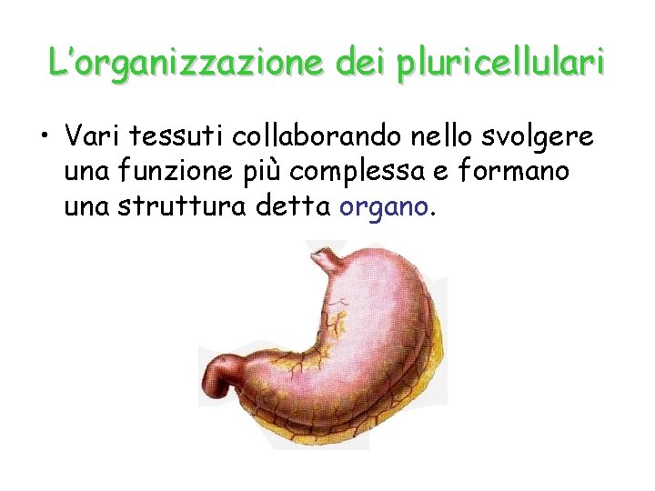 L’organizzazione dei pluricellulari • Vari tessuti collaborando nello svolgere una funzione più complessa e