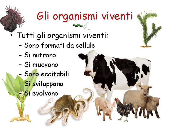 Gli organismi viventi • Tutti gli organismi viventi: – – – Sono formati da