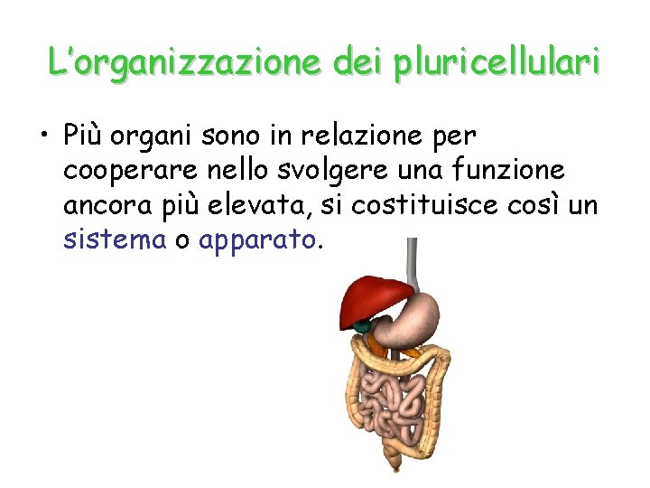 L’organizzazione dei pluricellulari • Più organi sono in relazione per cooperare nello svolgere una