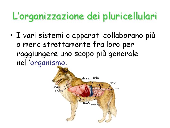 L’organizzazione dei pluricellulari • I vari sistemi o apparati collaborano più o meno strettamente