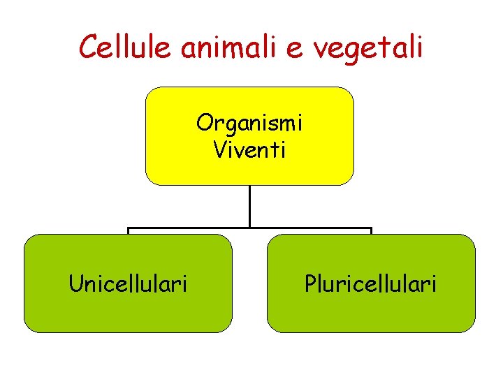 Cellule animali e vegetali Organismi Viventi Unicellulari Pluricellulari 