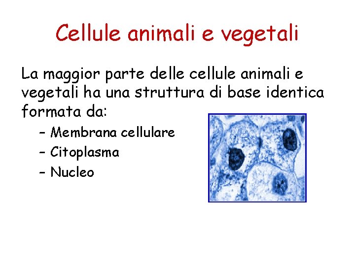 Cellule animali e vegetali La maggior parte delle cellule animali e vegetali ha una
