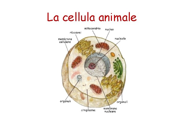 La cellula animale 