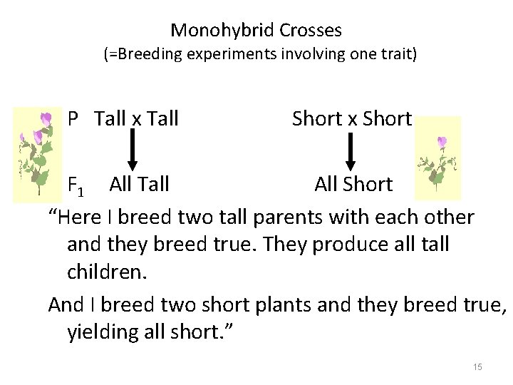 Monohybrid Crosses (=Breeding experiments involving one trait) • P Tall x Tall Short x