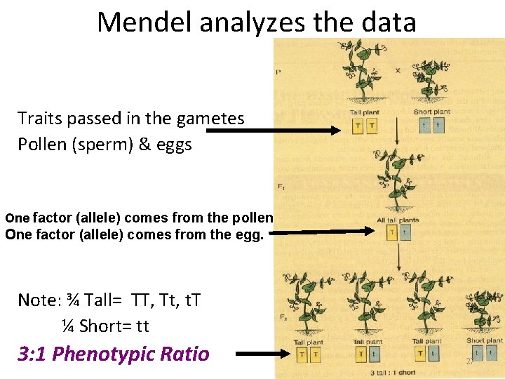 Mendel analyzes the data Traits passed in the gametes Pollen (sperm) & eggs One