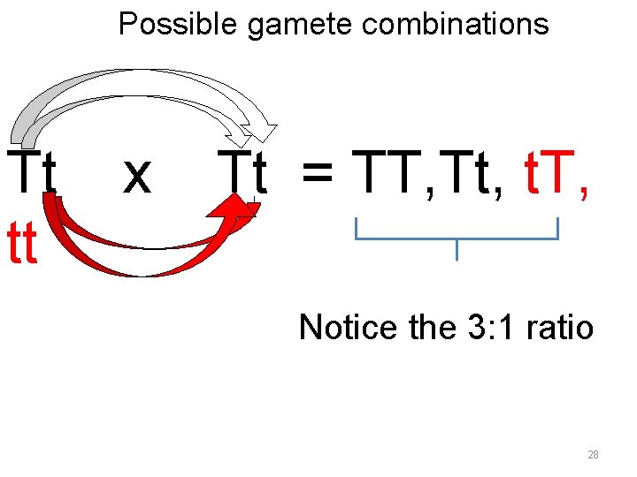 Possible gamete combinations Tt tt x Tt = TT, Tt, t. T, Notice the