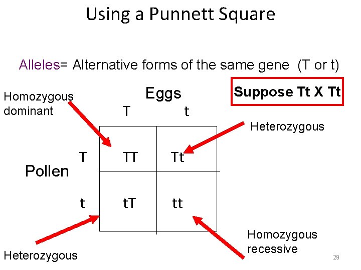 Using a Punnett Square Alleles= Alternative forms of the same gene (T or t)