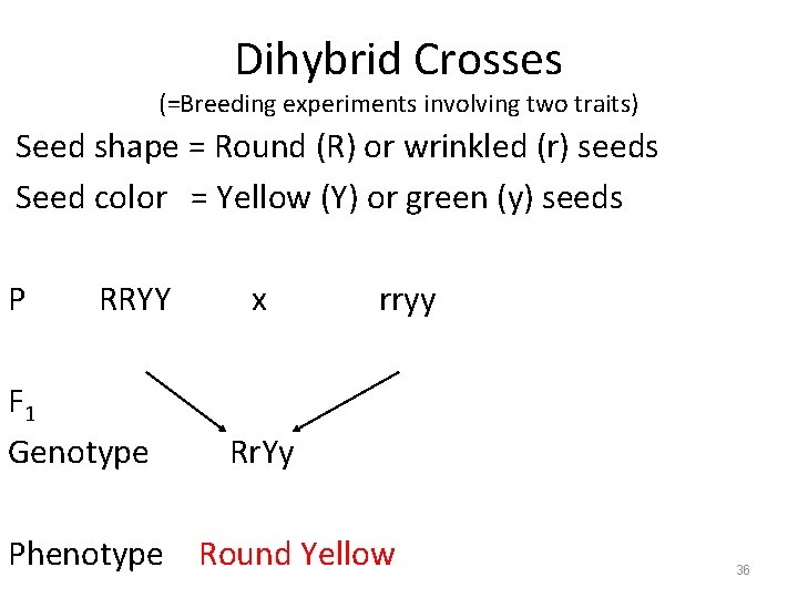 Dihybrid Crosses (=Breeding experiments involving two traits) Seed shape = Round (R) or wrinkled