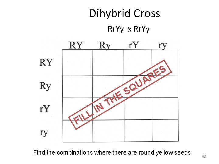 Dihybrid Cross Rr. Yy x Rr. Yy N I L L FI S E