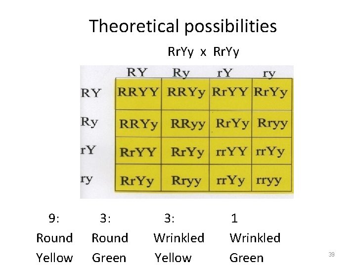Theoretical possibilities Rr. Yy x Rr. Yy 9: Round Yellow 3: Round Green 3: