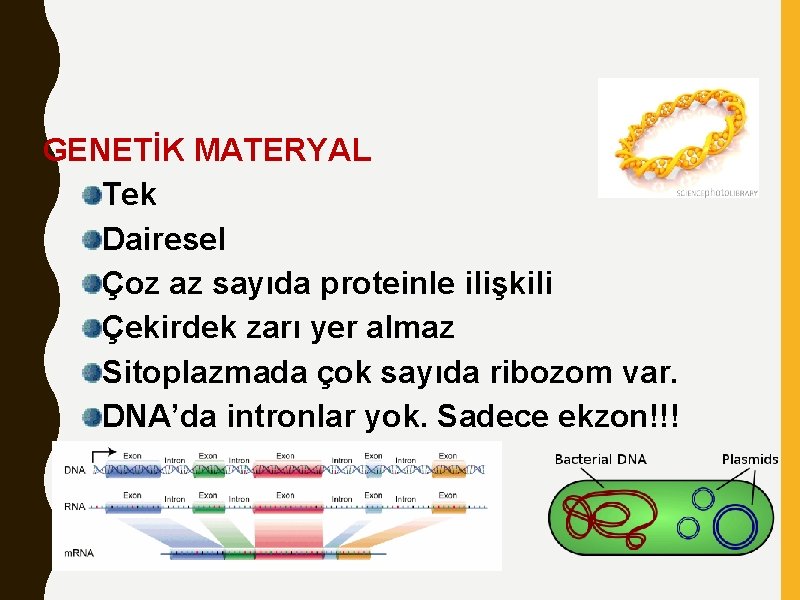 GENETİK MATERYAL Tek Dairesel Çoz az sayıda proteinle ilişkili Çekirdek zarı yer almaz Sitoplazmada
