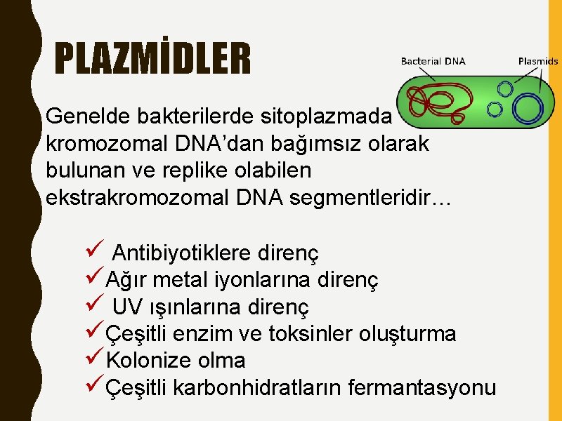 PLAZMİDLER Genelde bakterilerde sitoplazmada kromozomal DNA’dan bağımsız olarak bulunan ve replike olabilen ekstrakromozomal DNA