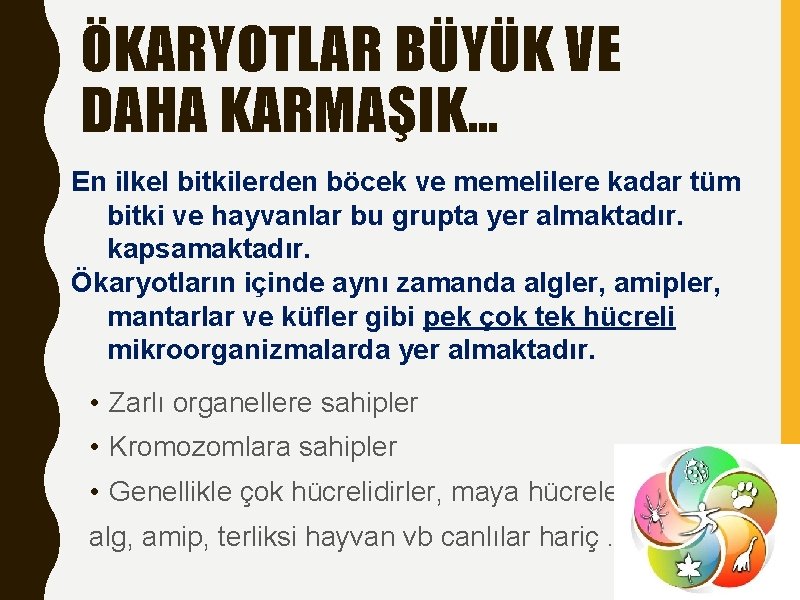 ÖKARYOTLAR BÜYÜK VE DAHA KARMAŞIK… En ilkel bitkilerden böcek ve memelilere kadar tüm bitki