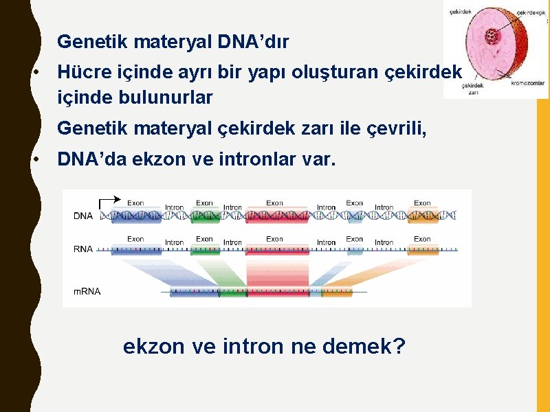  • Genetik materyal DNA’dır • Hücre içinde ayrı bir yapı oluşturan çekirdek içinde