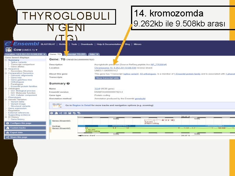THYROGLOBULI N GENI (TG) 14. kromozomda 9. 262 kb ile 9. 508 kb arası