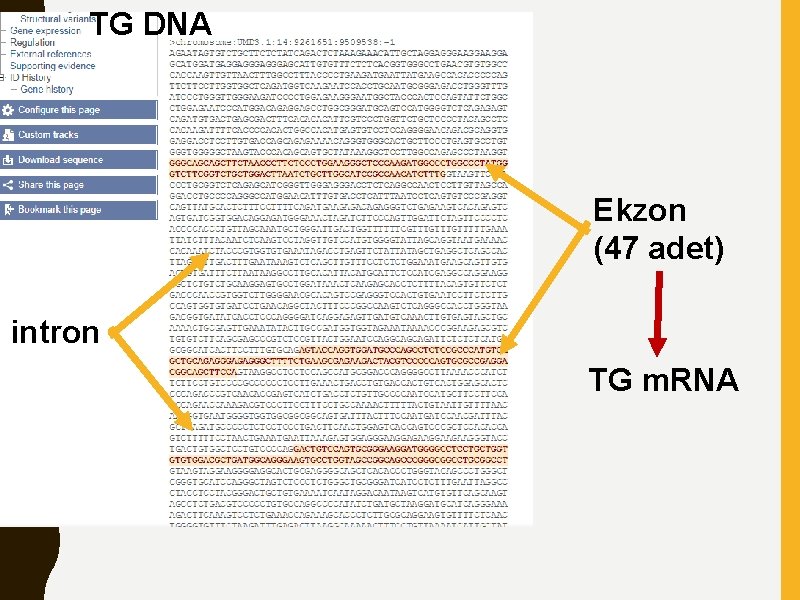 TG DNA Ekzon (47 adet) intron TG m. RNA 