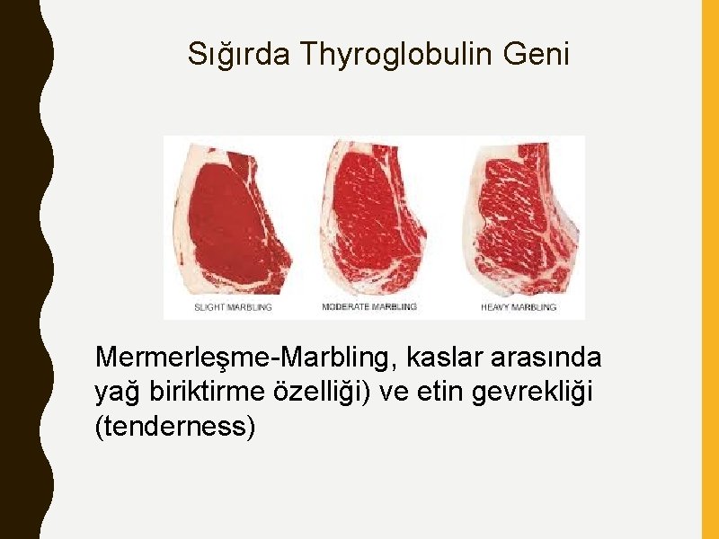 Sığırda Thyroglobulin Geni Mermerleşme-Marbling, kaslar arasında yağ biriktirme özelliği) ve etin gevrekliği (tenderness) 