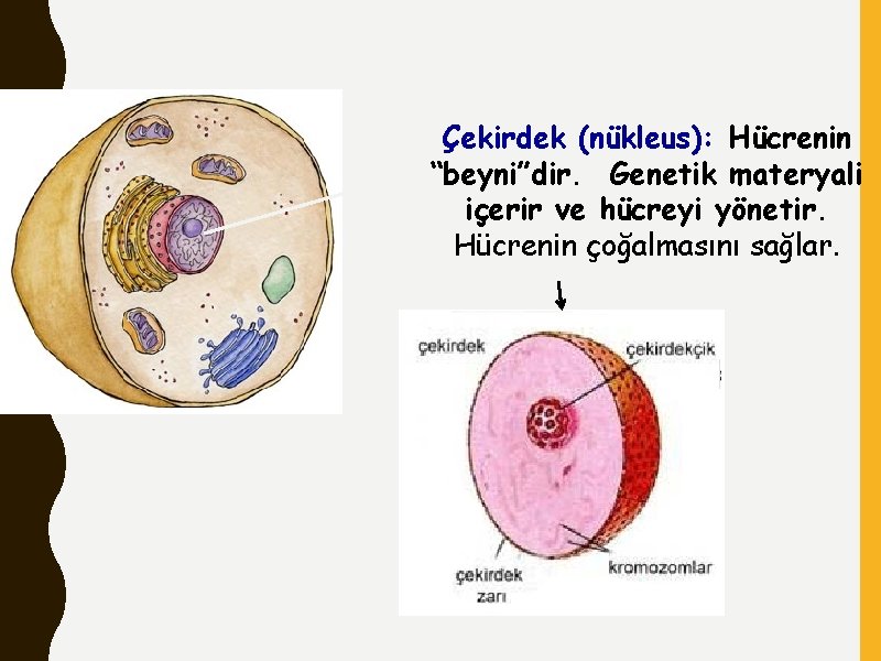 Çekirdek (nükleus): Hücrenin “beyni”dir. Genetik materyali içerir ve hücreyi yönetir. Hücrenin çoğalmasını sağlar. 