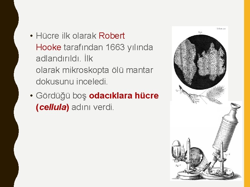  • Hücre ilk olarak Robert Hooke tarafından 1663 yılında adlandırıldı. İlk olarak mikroskopta