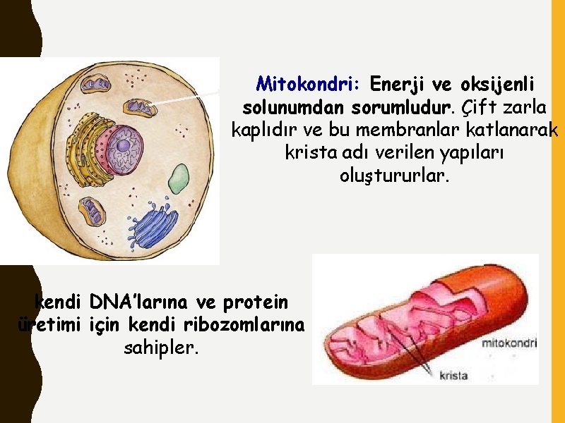 Mitokondri: Enerji ve oksijenli solunumdan sorumludur. Çift zarla kaplıdır ve bu membranlar katlanarak krista