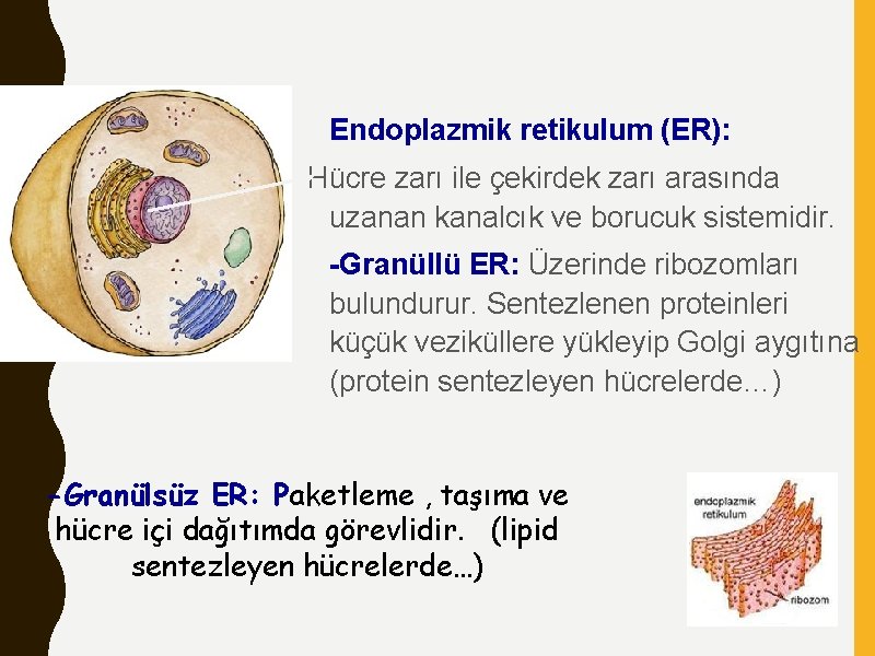 Endoplazmik retikulum (ER): Hücre zarı ile çekirdek zarı arasında uzanan kanalcık ve borucuk sistemidir.
