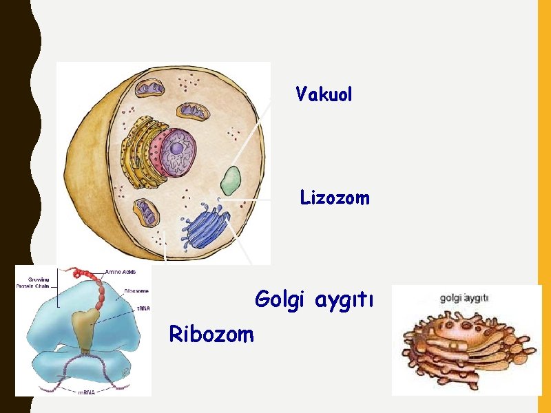 Vakuol Lizozom Golgi aygıtı Ribozom 