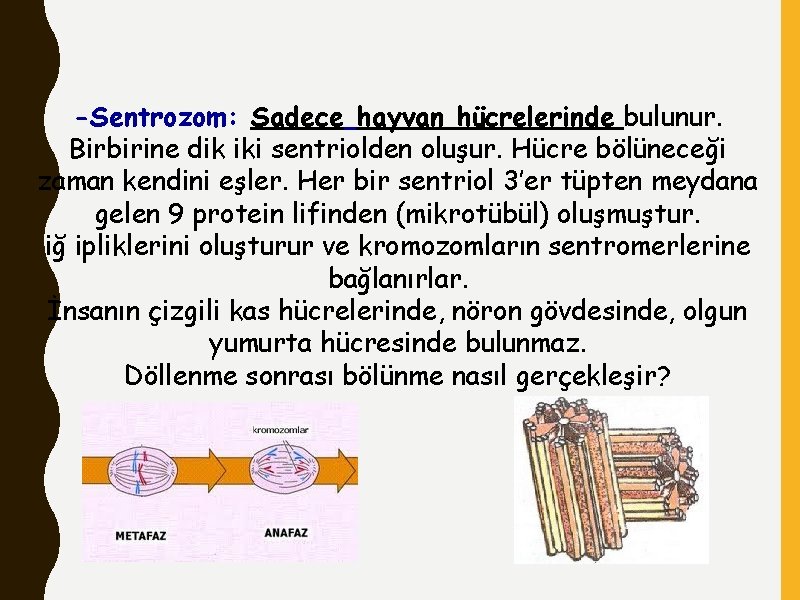 -Sentrozom: Sadece hayvan hücrelerinde bulunur. Birbirine dik iki sentriolden oluşur. Hücre bölüneceği zaman kendini