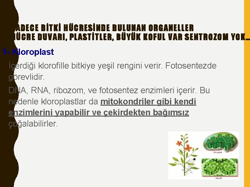 SADECE BİTKİ HÜCRESİNDE BULUNAN ORGANELLER HÜCRE DUVARI, PLASTİTLER, BÜYÜK KOFUL VAR SENTROZOM YOK… 1