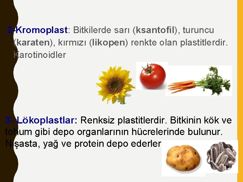 2 -Kromoplast: Bitkilerde sarı (ksantofil), turuncu (karaten), kırmızı (likopen) renkte olan plastitlerdir. Karotinoidler 3