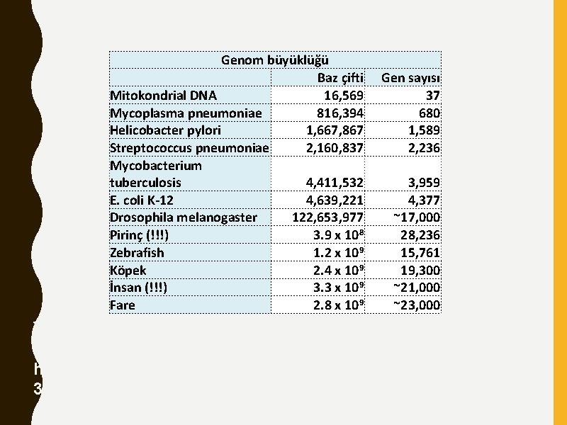 Genom büyüklüğü Baz çifti Mitokondrial DNA 16, 569 Mycoplasma pneumoniae 816, 394 Helicobacter pylori