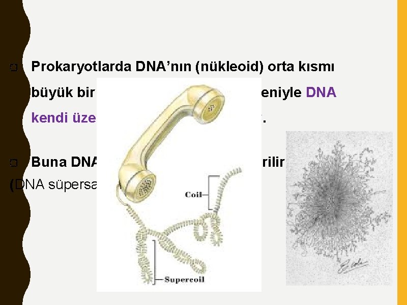 Prokaryotlarda DNA’nın (nükleoid) orta kısmı büyük bir oranda işgal etmesi nedeniyle DNA kendi üzerine