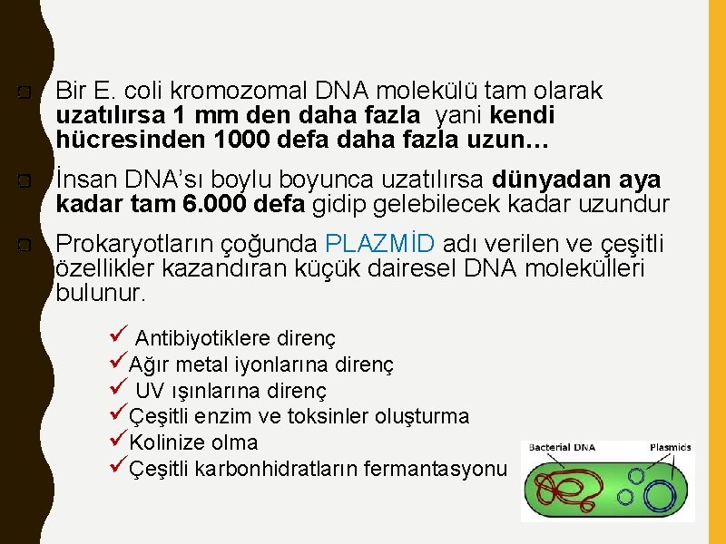 Bir E. coli kromozomal DNA molekülü tam olarak uzatılırsa 1 mm den daha fazla