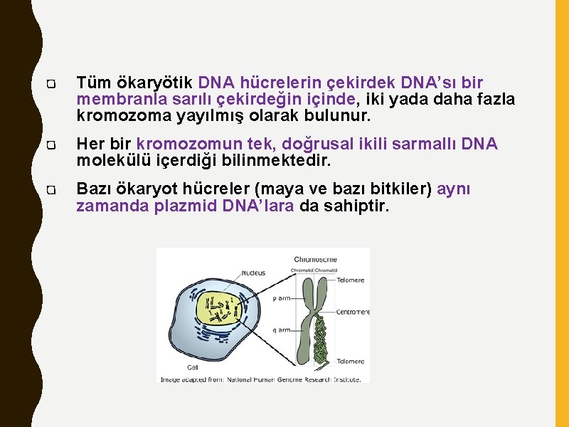 Tüm ökaryötik DNA hücrelerin çekirdek DNA’sı bir membranla sarılı çekirdeğin içinde, iki yada daha