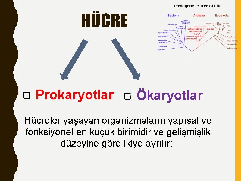 HÜCRE Prokaryotlar Ökaryotlar Hücreler yaşayan organizmaların yapısal ve fonksiyonel en küçük birimidir ve gelişmişlik