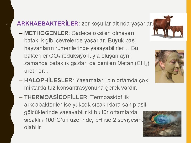  • ARKHAEBAKTERİLER: zor koşullar altında yaşarlar. ARKHAEBAKTERİLER – METHOGENLER: Sadece oksijen olmayan bataklık