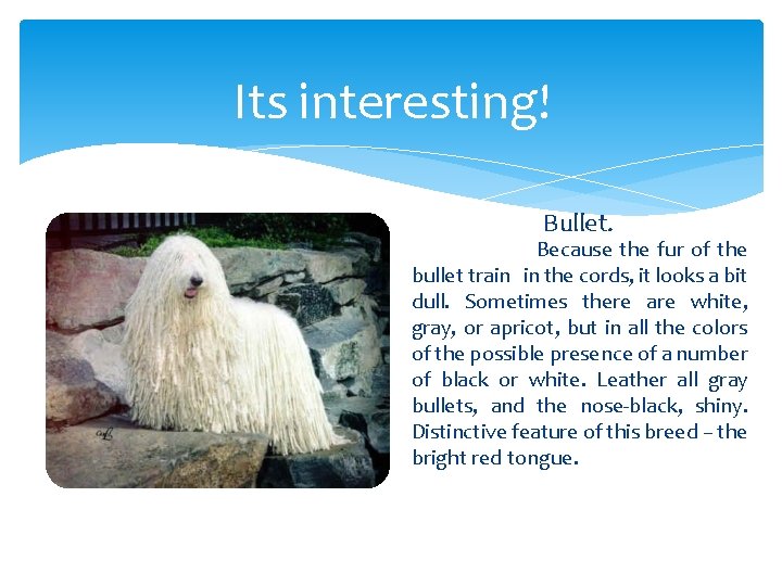 Its interesting! Bullet. Because the fur of the bullet train in the cords, it Its interesting! Bullet. Because the fur of the bullet train in the cords, it